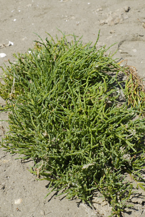 Samphire or Glasswort (<i>Salicornia europaea</i>), a low-growing, clumping annual or short-lived perennial found in coastal saltmarshes in Europe, including Britain and Ireland It ia popular culinary plant and is now quite widely cultivated. Order: Caryophyllales, Family: Amaranthaceae