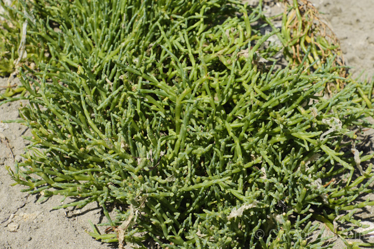 Samphire or Glasswort (<i>Salicornia europaea</i>), a low-growing, clumping annual or short-lived perennial found in coastal saltmarshes in Europe, including Britain and Ireland It ia popular culinary plant and is now quite widely cultivated. Order: Caryophyllales, Family: Amaranthaceae