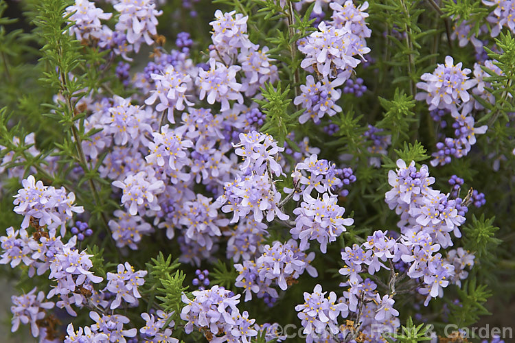 Bitter Bush (<i>Selago canescens</i>), a woody, evergreen, winter- to spring-flowering subshrub or shrub native to the Fynbos region of South Africa. It grows to around 1m x 15m wide high and wide and is often smothered in bloom. selago-3302htm'>Selago. <a href='scrophulariaceae-plant-family-photoshtml'>Scrophulariaceae</a>.