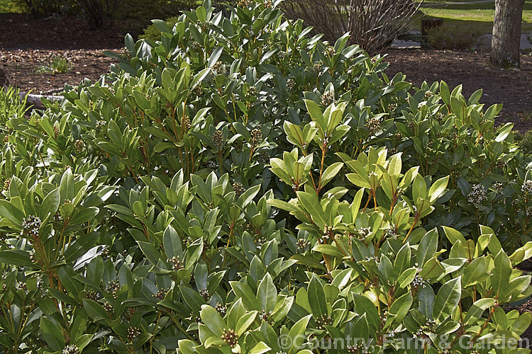 Skimmia japonica 'Nymans', a compact, heavy-flowering and fruiting female cultivar of an evergreen shrub from China and Japan 'Nymans' is not self-fertile and requires a male plant of pollination
