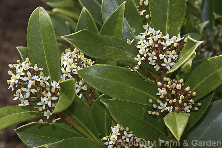 Skimmia japonica 'Nymans', a compact, heavy-flowering and fruiting female cultivar of an evergreen shrub from China and Japan 'Nymans' is not self-fertile and requires a male plant of pollination