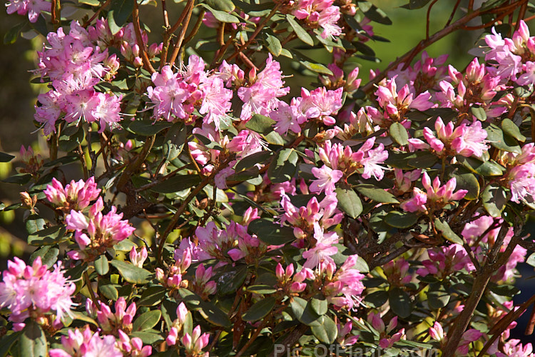 <i>Rhododendron racemosum</i>, an upright twiggy shrub that can grow to a.5m tall, this evergreen species from is found in Yunnan and Szechwan, China, where it occurs in alpine conditions at altitudes between 1800-4500m. It flowers in early spring. Order: Ericales, Family: Ericaceae