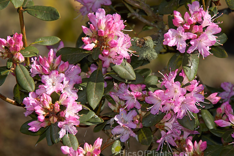 <i>Rhododendron racemosum</i>, an upright twiggy shrub that can grow to a.5m tall, this evergreen species from is found in Yunnan and Szechwan, China, where it occurs in alpine conditions at altitudes between 1800-4500m. It flowers in early spring. Order: Ericales, Family: Ericaceae