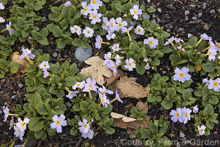 Primula vulgaris subsp. sibthorpii, a pink-flowered Caucasian primrose, rare in the wild. It is sometimes listed as a species (<i>Primula sibthorpii</i>), but is usually regarded as a form of the common Eurasian primrose.