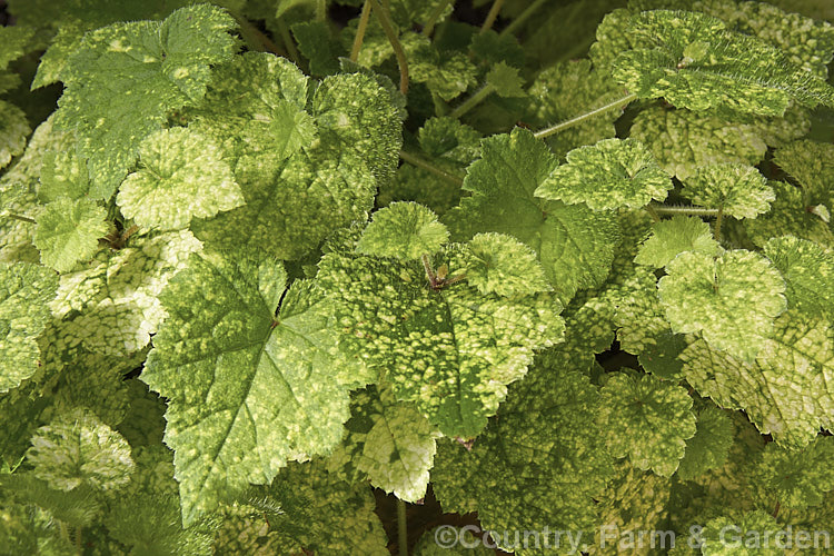 Tolmiea menziesii 'Taff's Gold', a yellow-variegated cultivar of the Piggyback or Pickaback Plant, a soft-leafed evergreen perennial native to western North America as far north as coastal. Alaska. Though it can withstand considerable frost, it is often grown as a house plant and is known as the Piggyback Plant because of the way small plantlets develop at the leaf ends of the petioles, as shown here. Order: Saxifragales, Family: Saxifragaceae