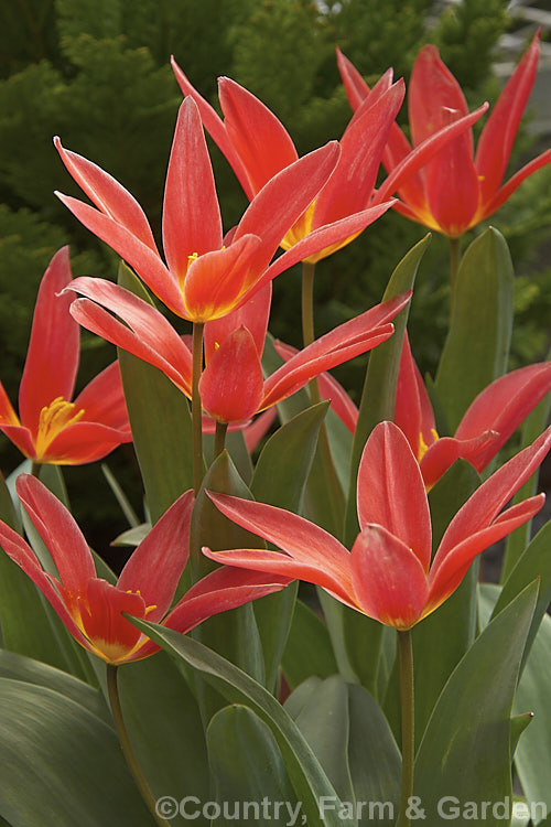 Tulipa kaufmanniana 'Jeantine', a cultivar of an early-flowering tulip species native to central Asia, notable for its strikingly coloured and often slightly scented flowers 'Jeantine' has 10-25cm tall flower stems. Order: Liliales, Family: Liliaceae