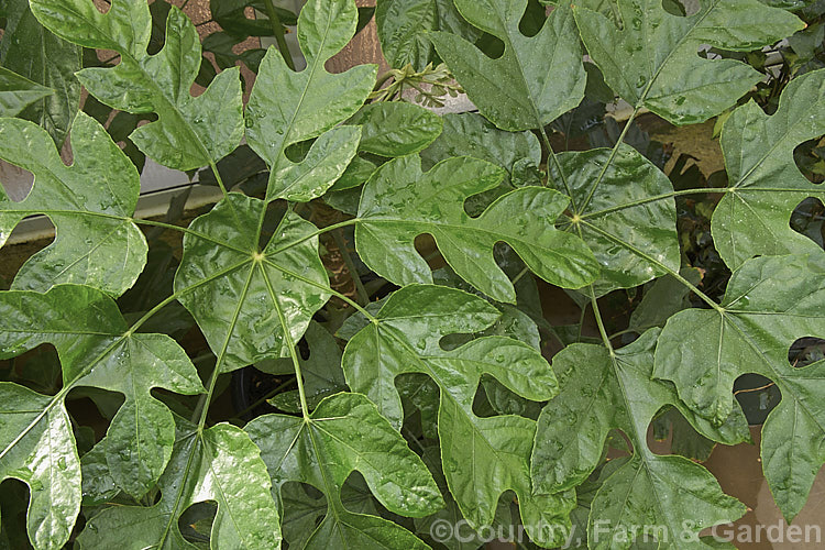 Foliage of a young Snowflake. Tree (<i>Trevesia palmata</i>), a large evergreen shrub or small tree native to tropical Asia, found from India to Thailand and southern China. It is notable for its unusually shaped and divided foliage. The heads of small cream flowers can be quite showy but are often largely hidden among the foliage. trevesia-3365htm'>Trevesia. Order: Apiales, Family: Araliaceae