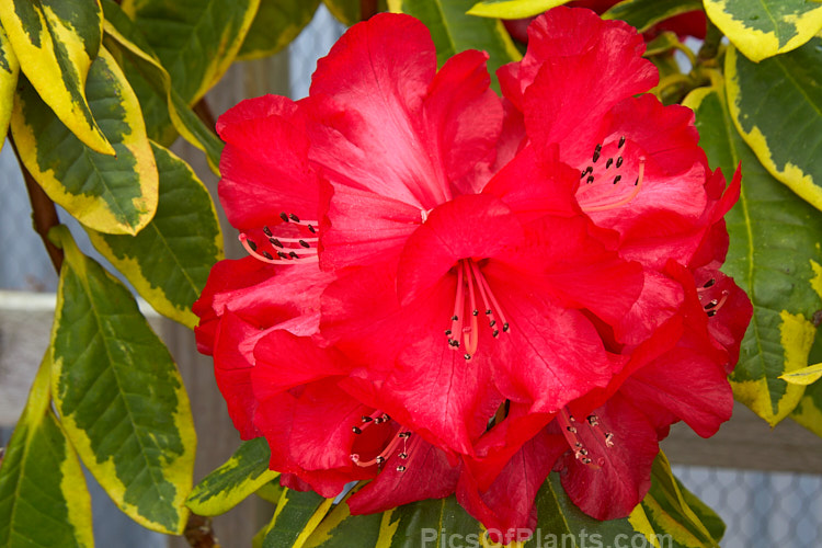 <i>Rhododendron</i> 'Cornubia Variegated' ('Blood Red' x <i>Rhododendron shilsonii</i>), a variegated foliage cultivar of a very early-flowering tree-sized hybrid raised by Barclay-Fox of Britain around 1912. Order: Ericales, Family: Ericaceae
