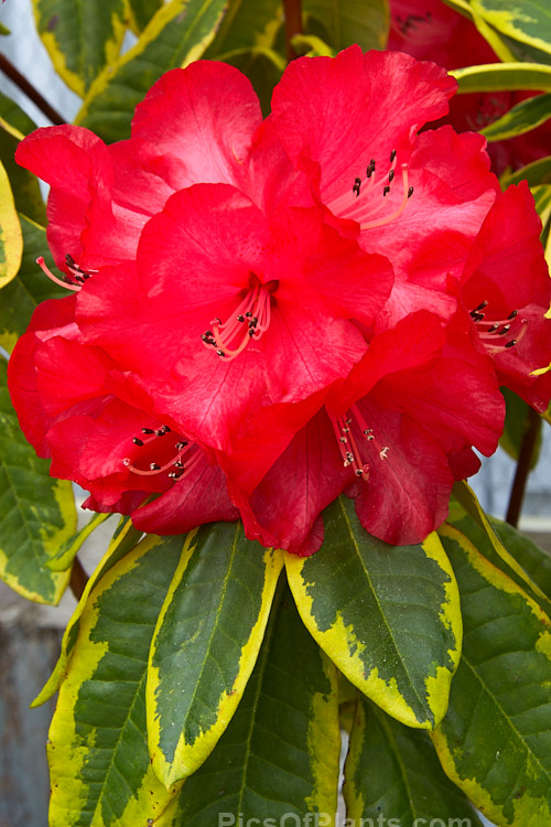 <i>Rhododendron</i> 'Cornubia Variegated' ('Blood Red' x <i>Rhododendron shilsonii</i>), a variegated foliage cultivar of a very early-flowering tree-sized hybrid raised by Barclay-Fox of Britain around 1912. Order: Ericales, Family: Ericaceae