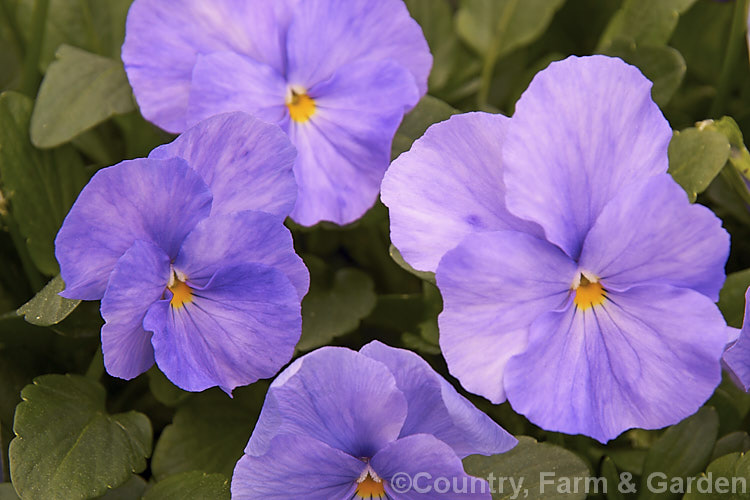 Viola 'Maggie. Mott', an evergreen perennial viola that in mild climates will flower for much of the year. The flowers are mildly scented and the colour is somewhat variable with regard to the amount of cream in the centre and the way it fades into the violet colour 'Maggie. Mott' was introduced in 1902 but did not become established as a garden favourite until the 1920s. viola-2165htm'>Viola. <a href='violaceae-plant-family-photoshtml'>Violaceae</a>.