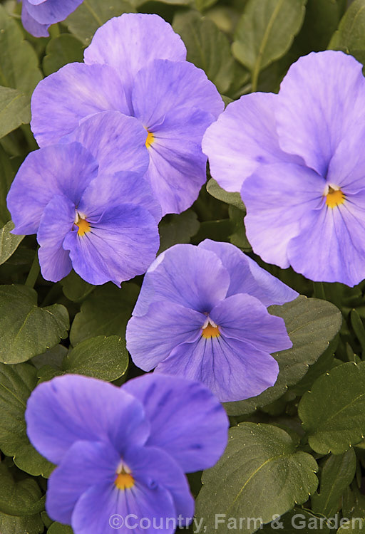 Viola 'Maggie. Mott', an evergreen perennial viola that in mild climates will flower for much of the year. The flowers are mildly scented and the colour is somewhat variable with regard to the amount of cream in the centre and the way it fades into the violet colour 'Maggie. Mott' was introduced in 1902 but did not become established as a garden favourite until the 1920s. viola-2165htm'>Viola. <a href='violaceae-plant-family-photoshtml'>Violaceae</a>.