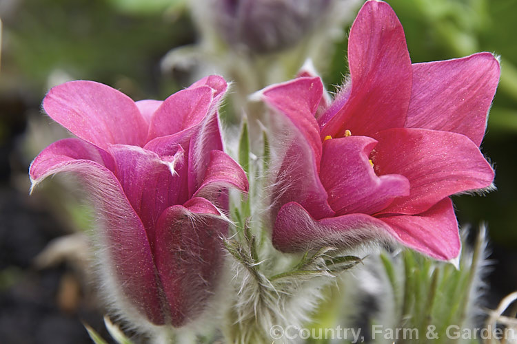 A deep pink-flowered form of the Pasque. Flower (<i>Pulsatilla vulgaris</i>), a popular spring-flowering rockery perennial that occurs naturally over much of northern Europe from Britain to Siberia. pulsatilla-2767htm'>Pulsatilla.