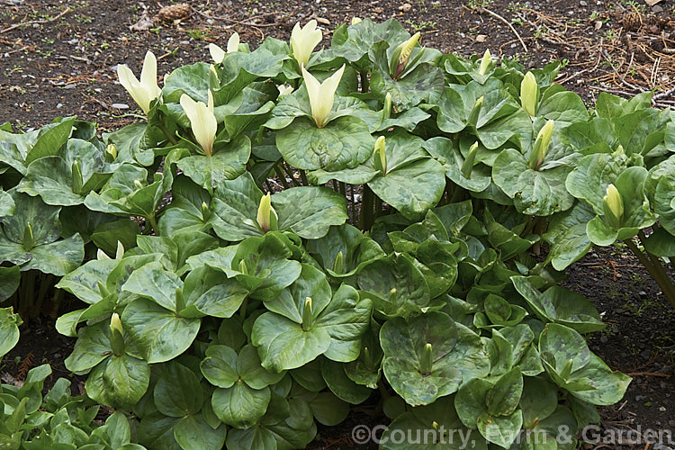 Giant Trillium (<i>Trillium chloropetalum</i>). Often confused with Trillium sessile, this 20-65cm tall perennial occurs in many forms in the western United States. White forms may be hybrids with Trillium albidum. trillium-2304htm'>Trillium. <a href='melanthiaceae-plant-family-photoshtml'>Melanthiaceae</a>.