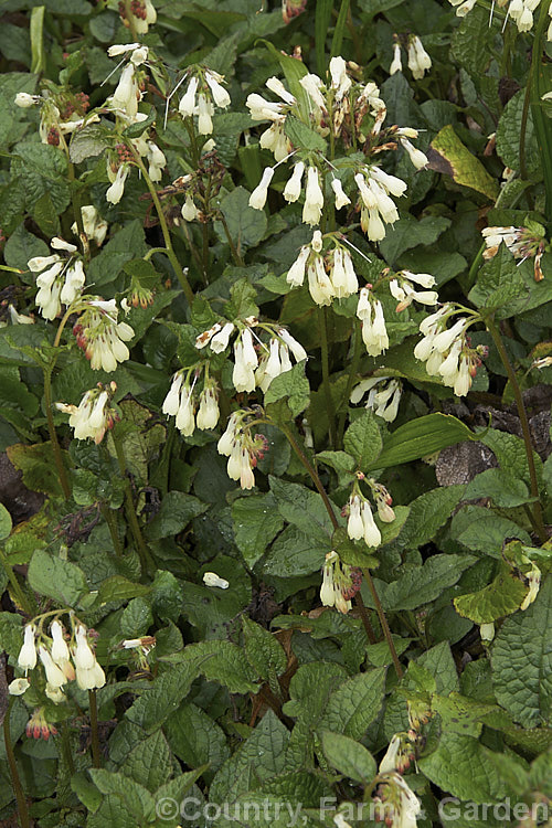 Symphytum grandiflorum, an early spring-flowering. European perennial that spreads to form a dense, ground-covering mat. The flowers are nectar-rich and are often damaged by bumble bees that cut the flowers to get to the nectaries they cannot otherwise reach. symphytum-2299htm'>Symphytum.