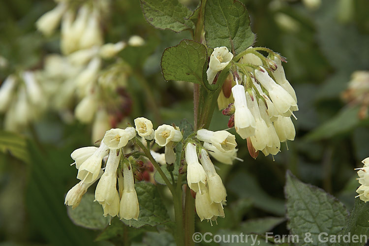 Symphytum grandiflorum, an early spring-flowering. European perennial that spreads to form a dense, ground-covering mat. The flowers are nectar-rich and are often damaged by bumble bees that cut the flowers to get to the nectaries they cannot otherwise reach. symphytum-2299htm'>Symphytum.