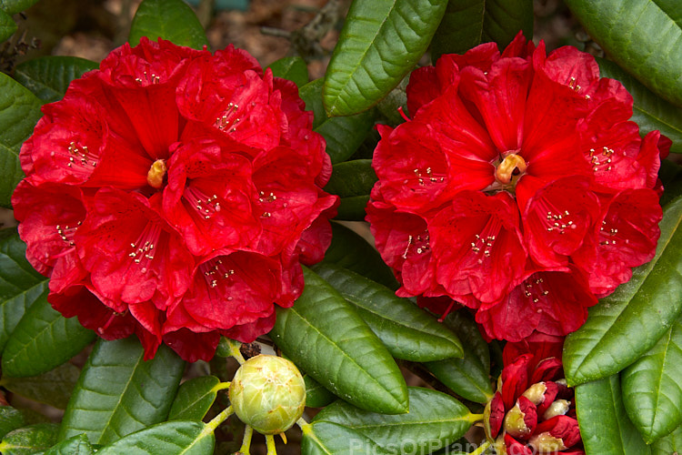<i>Rhododendron</i> 'Rubicon' ('Noyo Chief' x 'Kilimanjaro'), an intensely coloured hybrid with lush foliage. It has a relatively low, spreading habit, around 1.2m tall x 2m wide, and was raised by R.C. Gordon in New Zealand and registered in 1979. Order: Ericales, Family: Ericaceae