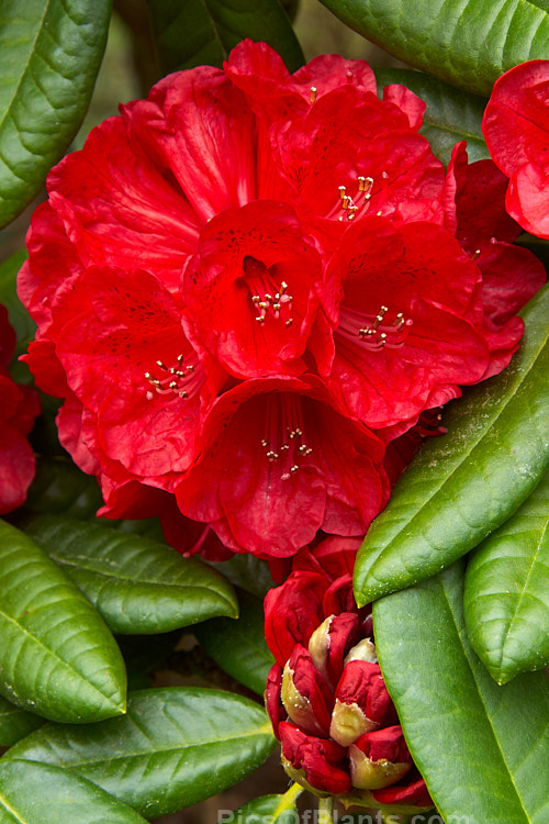 <i>Rhododendron</i> 'Rubicon' ('Noyo Chief' x 'Kilimanjaro'), an intensely coloured hybrid with lush foliage. It has a relatively low, spreading habit, around 1.2m tall x 2m wide, and was raised by R.C. Gordon in New Zealand and registered in 1979. Order: Ericales, Family: Ericaceae
