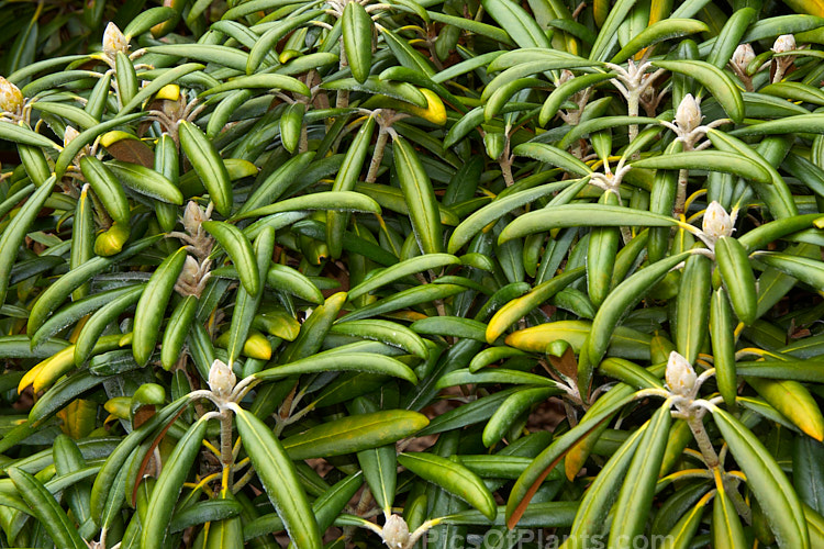 <i>Rhododendron degronianum</i>, a relatively low, spreading, evergreen shrub native to Japan. With great age it can reach 2.5m tall but is usually under 1.5m. It flowers very late and is notable for its lush, thick leaves, which have dense indumentum on the undersides. The popular <i>Rhododendron yakushimanum</i> is widely regarded as a subspecies of this species. Order: Ericales, Family: Ericaceae