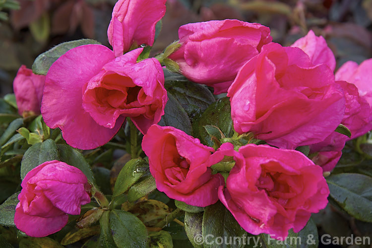 Rhododendron (evergreen azalea</i>) 'Kosmos', a compact, early-blooming, double-flowered Belgian Indica hybrid