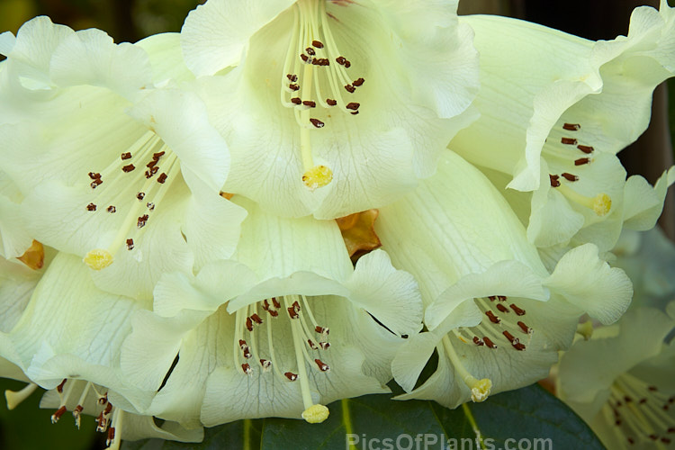 <i>Rhododendron macabeanum</i>, an early-flowering, large-leafed grande series species from northeast India It has a tree-like habit and grows to around 15m tall with leaves up to 25cm long. The flower colour ranges from pale cream to primrose yellow. Order: Ericales, Family: Ericaceae