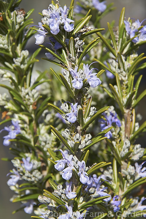 Rosemary (<i>Salvia rosmarinus</i> [syn. <i>Rosmarinus officinalis</i>]), an upright, evergreen, mainly spring- to early summer-flowering Mediterranean shrub. Its oils are commonly used for fragrances and its foliage as a culinary herb. Order: Lamiales, Family: Lamiaceae