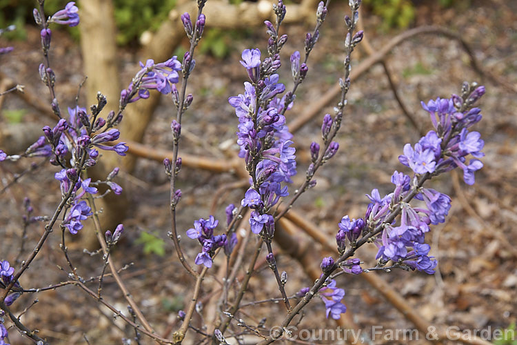 Lilac. Daphne (<i>Daphne genkwa</i>), a deciduous spring-flowering shrub of northern and central China. It grows to 15m high and twice as wide. The new foliage is downy. Order: Malvales, Family: Thymelaeaceae