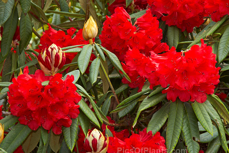 <i>Rhododendron</i> 'Scarlet King Pine' ('Ilam Alarm' x <i>Rhododendron griersonianum</i>), one of the 'Scarlet King' Grex, this 2-2.5m high shrub was raised by Stead of New Zealand and blooms heavily in early to mid-season. It has a reputation for doing well in warm climates but is prone to damage by thrips. Order: Ericales, Family: Ericaceae