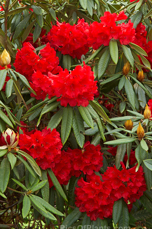 <i>Rhododendron</i> 'Scarlet King Pine' ('Ilam Alarm' x <i>Rhododendron griersonianum</i>), one of the 'Scarlet King' Grex, this 2-2.5m high shrub was raised by Stead of New Zealand and blooms heavily in early to mid-season. It has a reputation for doing well in warm climates but is prone to damage by thrips. Order: Ericales, Family: Ericaceae