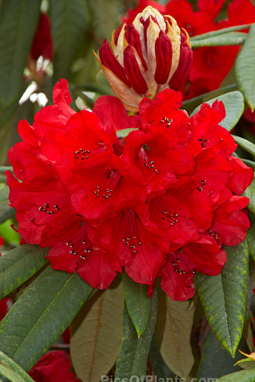 <i>Rhododendron</i> 'Scarlet King Pine' ('Ilam Alarm' x <i>Rhododendron griersonianum</i>), one of the 'Scarlet King' Grex, this 2-2.5m high shrub was raised by Stead of New Zealand and blooms heavily in early to mid-season. It has a reputation for doing well in warm climates but is prone to damage by thrips. Order: Ericales, Family: Ericaceae