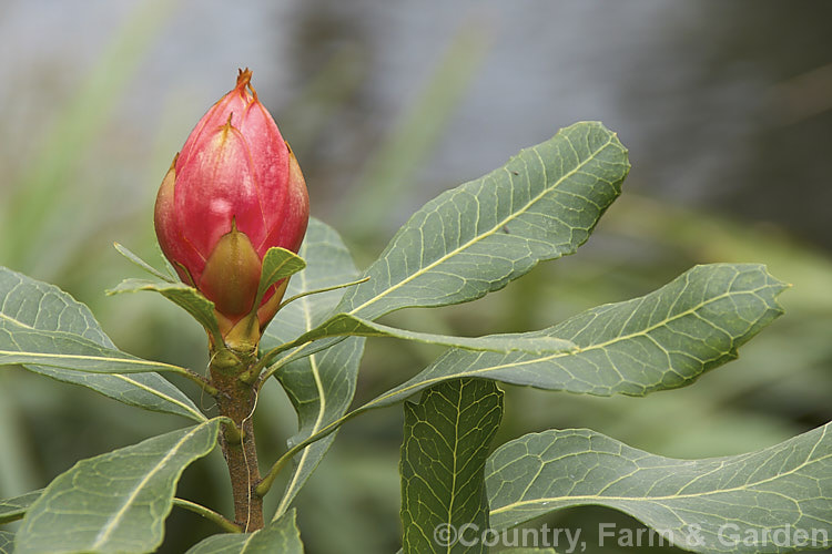 The near-mature flower head bud of a New South Wales. Waratah (<i>Telopea speciosissima</i>), an evergreen spring-flowering shrub or small tree native to southeastern Australia. It grows to around 6m tall, often with a considerable spread. Order: Proteales, Family: Proteaceae