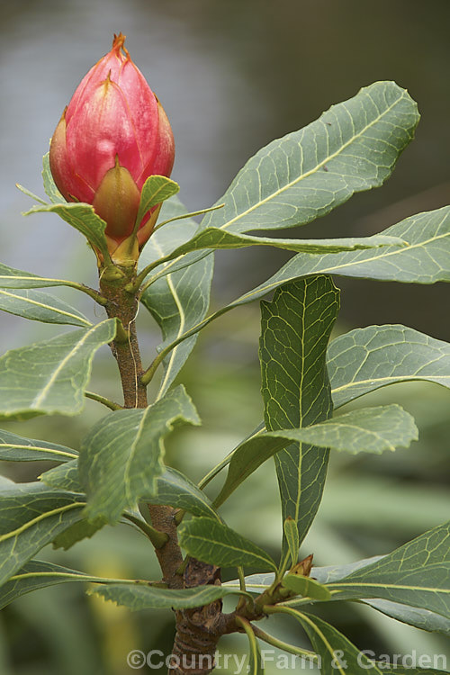 The near-mature flower head bud of a New South Wales. Waratah (<i>Telopea speciosissima</i>), an evergreen spring-flowering shrub or small tree native to southeastern Australia. It grows to around 6m tall, often with a considerable spread. Order: Proteales, Family: Proteaceae