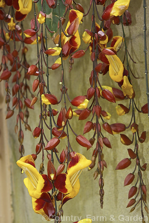 Thunbergia mysorensis, a twining, evergreen climber with long, pendulous racemes of flowers that open throughout the warmer month. It is native to India Order: Asterales, Family: Asteraceae