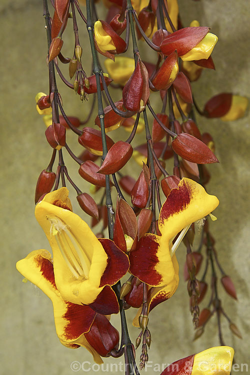 Thunbergia mysorensis, a twining, evergreen climber with long, pendulous racemes of flowers that open throughout the warmer month. It is native to India Order: Asterales, Family: Asteraceae