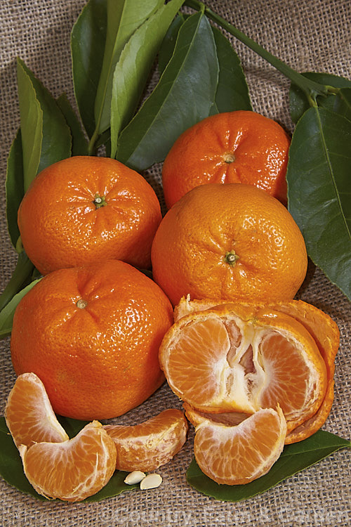 'Afourer'. Mandarin (<i>Citrus reticulata 'Afourer'), also known as 'W. Murcott', this mandarin is easily peeled and can be virtually seedless when grown in isolation. When grown with other citrus crops it does produce a few seeds. It is a cultivar of an evergreen shrub or small tree originally native to Southeast Asia that is now widely cultivated in warm temperate and subtropical areas. citrus-2140htm'>Citrus.