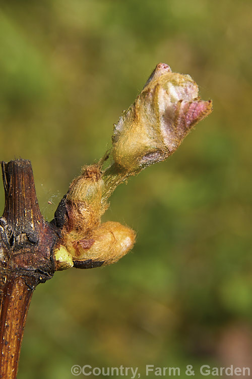 A new spring bud on a grape vine just as it bursts open. It is at this stage that grapes are most vulnerable to damage by late frosts.