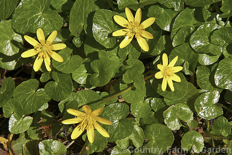 Common Buttercup (<i>Ranunculus ficaria</i>), a spring-flowering perennial found over all of Europe, including some of the AtlanticIslands, North Africa and eastwards to Siberia. It is also widely naturalised elsewhere. Order: Ranunculales, Family: Ranunculaceae