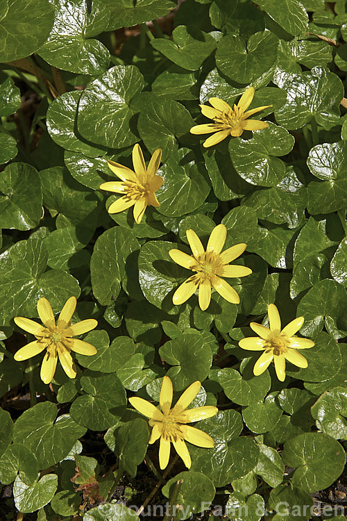 Common Buttercup (<i>Ranunculus ficaria</i>), a spring-flowering perennial found over all of Europe, including some of the AtlanticIslands, North Africa and eastwards to Siberia. It is also widely naturalised elsewhere. Order: Ranunculales, Family: Ranunculaceae