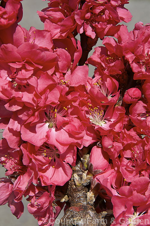 'Rose Chiffon'. Peach (<i>Prunus persica 'Rose Chiffon'), a white-fleshed peach that not only fruits well but also produces very attractive spring flowers in an unusually deep shade of pink. It is often grafted onto dwarf rootstock. Order: Rosales, Family: Rosaceae