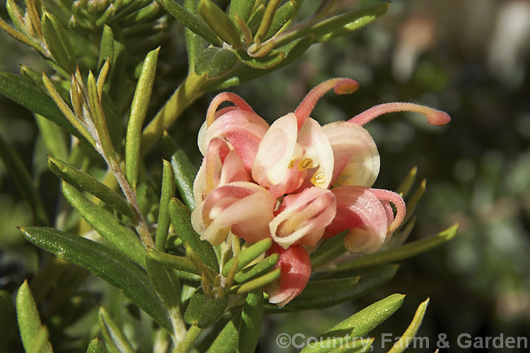 Grevillea 'Poorinda. Tranquility', one of a group of Australian-raised hybrids that carry the Poorinda name. It was raised around 1975 and is thought to be a hybrid between Grevillea lavandulacea and Grevillea alpina. It flowers from late winter and grows to around 125m tall x 15m wide