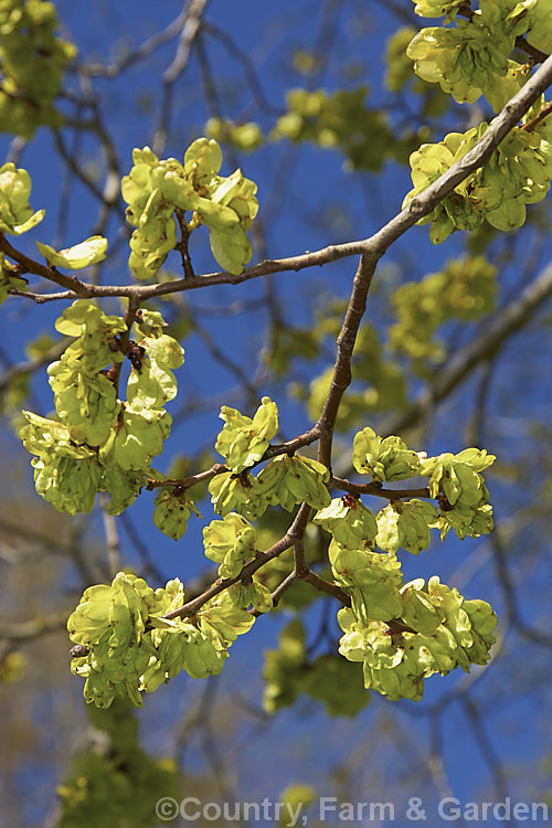 Developing samara (winged seedpods</i>) of the English Elm (<i>Ulmus procera</i>), a broad-crowned deciduous tree native to England. It can grow to 35m tall. The showy samara are often mistaken for flowers. Order: Rosales, Family: Ulmaceae