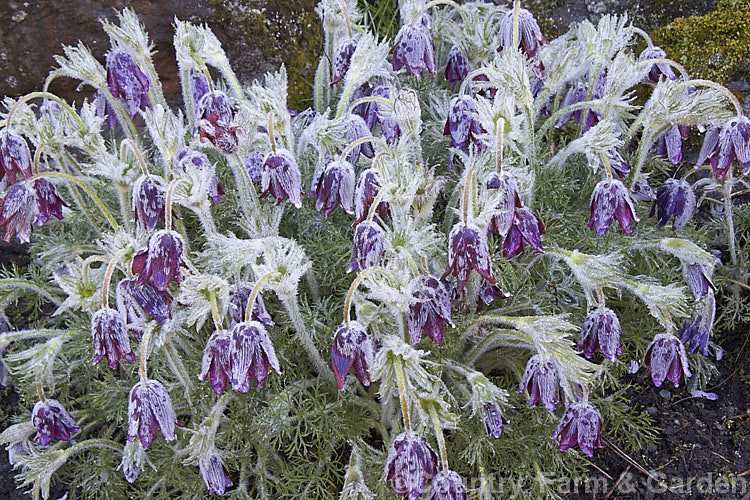 Pasque. Flower (<i>Pulsatilla vulgaris</i>) bowed over by a heavy dew that has turned to a late frost. This popular spring-flowering rockery perennial occurs naturally over much of northern Europe from Britain to Siberia. pulsatilla-2767htm'>Pulsatilla.