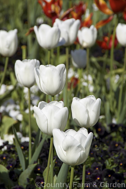 Tulipa 'Hibernia', a 45cm tall, pure white-flowered Triumph cultivar introduced in 1946. Order: Liliales, Family: Liliaceae