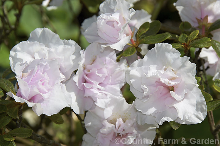 Rhododendron (evergreen azalea</i>) 'Pink Petticoat', a low to medium-sizedAustralian-raised Belgian Indica hybrid of uncertain origins. Its semi-double flowers are almost white, with just a pale pink tint. Not to be confused with the Glenn. Dale hybrid of the same name