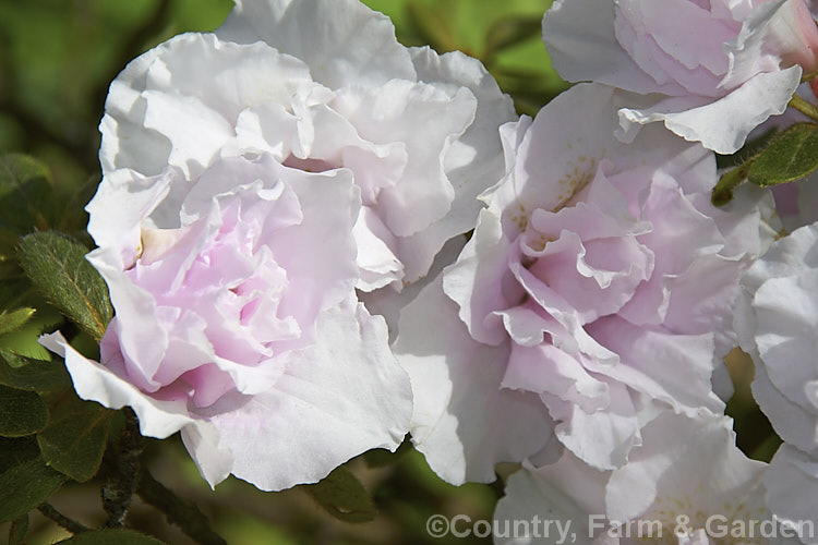 Rhododendron (evergreen azalea</i>) 'Pink Petticoat', a low to medium-sizedAustralian-raised Belgian Indica hybrid of uncertain origins. Its semi-double flowers are almost white, with just a pale pink tint. Not to be confused with the Glenn. Dale hybrid of the same name