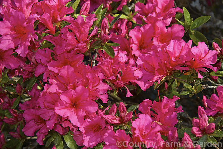 Rhododendron (evergreen azalea</i>) 'Little Beauty', a hose-in-hose-flowered, mid-season blooming. Belgian Indica evergreen azalea that grows to around 60cm high x 75cm wide