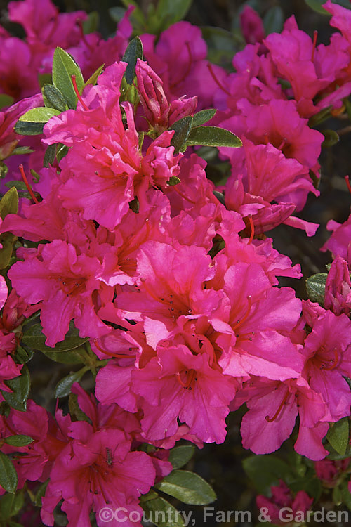 Rhododendron (evergreen azalea</i>) 'Little Beauty', a hose-in-hose-flowered, mid-season blooming. Belgian Indica evergreen azalea that grows to around 60cm high x 75cm wide