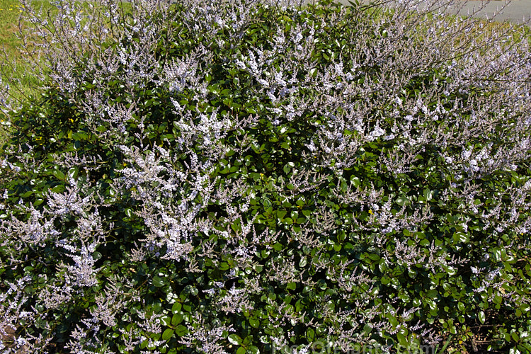 New Zealand Lilac (<i>Veronica hulkeana</i> [syns. <i>Heliohebe hulkeana</i>, <i>Hebe hulkeana</i>]), a spring-flowering evergreen shrub found on rocky banks in North Canterbury and Marlborough, New Zealand. It is popular in gardens but is often short-lived in cultivation. Order: Lamiales, Family: Plantaginaceae