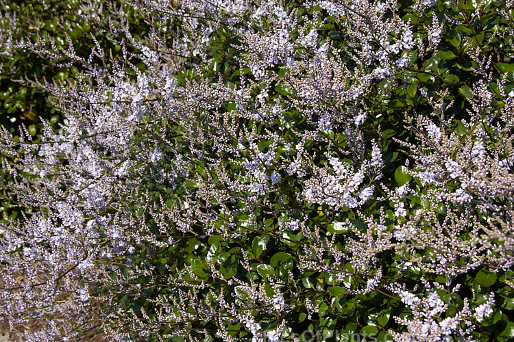 New Zealand Lilac (<i>Veronica hulkeana</i> [syns. <i>Heliohebe hulkeana</i>, <i>Hebe hulkeana</i>]), a spring-flowering evergreen shrub found on rocky banks in North Canterbury and Marlborough, New Zealand. It is popular in gardens but is often short-lived in cultivation. Order: Lamiales, Family: Plantaginaceae