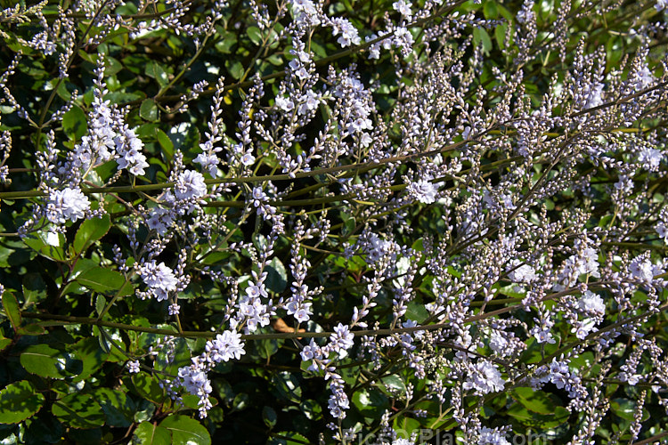 New Zealand Lilac (<i>Veronica hulkeana</i> [syns. <i>Heliohebe hulkeana</i>, <i>Hebe hulkeana</i>]), a spring-flowering evergreen shrub found on rocky banks in North Canterbury and Marlborough, New Zealand. It is popular in gardens but is often short-lived in cultivation. Order: Lamiales, Family: Plantaginaceae