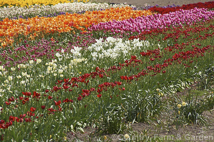 A field of tulip cultivars at various stages of flowering. Order: Liliales, Family: Liliaceae